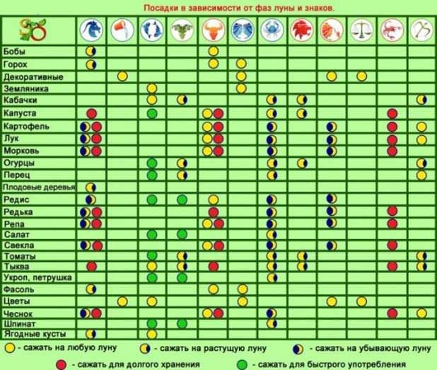 Как и когда высаживать рассаду баклажан в 2018 году: пошаговая инструкция