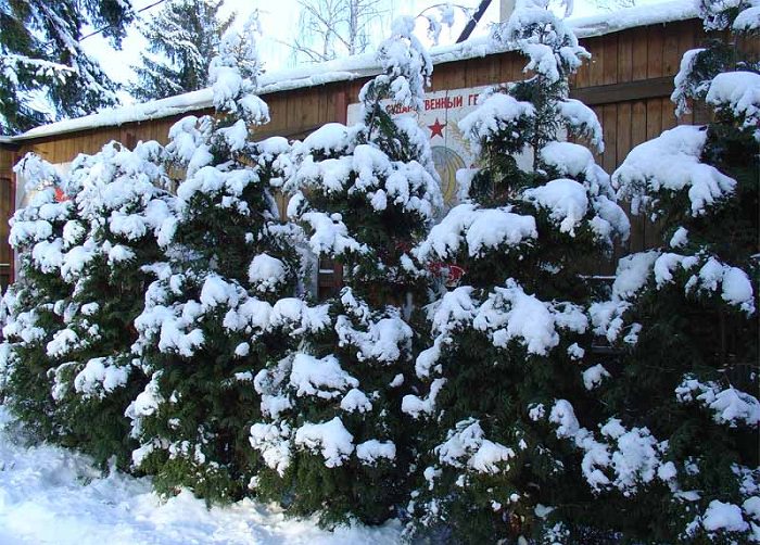 Особенности живой изгороди из туи на даче